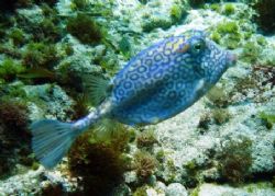This Cowfish was seen this April in Isla Mujeres. The pho... by Bonnie Conley 